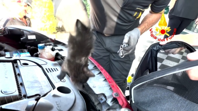 Il video del salvataggio di un gattino rimasto incastrato nel motore di un’auto