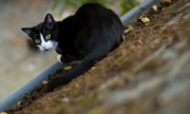 Commercialista cerca di aiutare il gatto bloccato sul tetto, precipita e muore