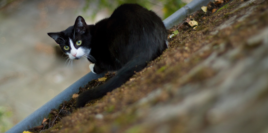 Noto commercialista cerca di aiutare il gatto bloccato sul tetto: precipita e muore