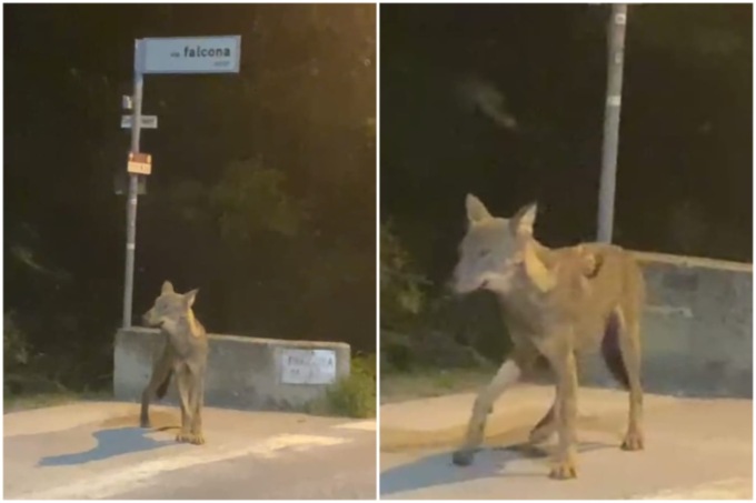 Tutti pazzi per il video del cucciolo di lupo che fa capolino nel paesino veneto