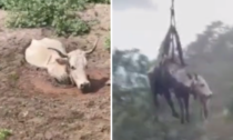 Mucca intrappolata nel fango, il video del salvataggio in volo