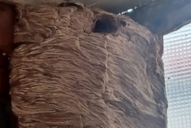 Guardate che nido di vespe da record c’era in questa cantina!