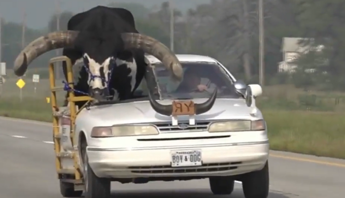 Avete mai visto niente di simile? Al posto del passeggero c’è… un toro enorme