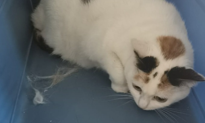 Dopo che la sua padrona è morta la gatta Pioggia la veglia per 12 giorni
