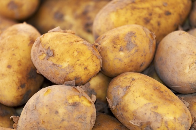 Un campo su cinque è biologico: è record per l’Italia