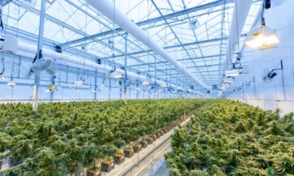 Gli revocano il reddito di cittadinanza: per fare soldi inizia a coltivare marijuana in una serra