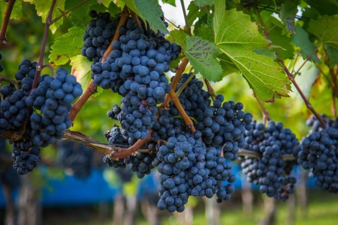 Previsioni sulla vendemmia: sarà leggera, -12% sul 2022