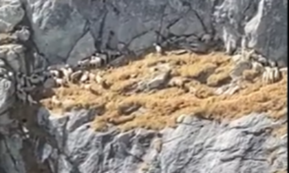 Un elicottero privato per salvare le sue pecore sullo strapiombo: pastore salva il gregge