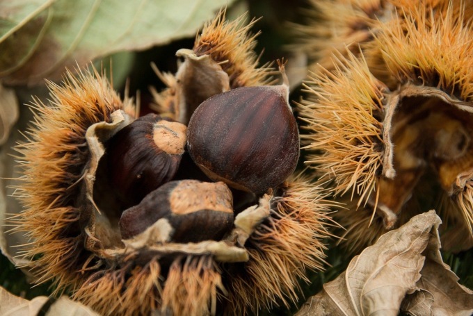 Feste e sagre in Trentino Alto Adige: gli eventi di sabato 21 e domenica 22 ottobre 2023