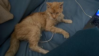 Garfield, il gatto scappato di casa e tornato da solo dopo 5 anni