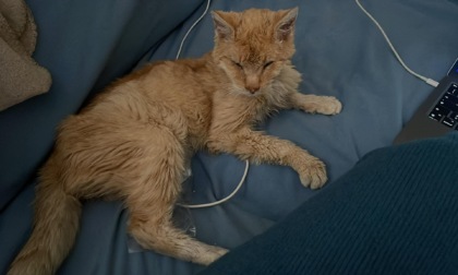 Garfield, il gatto scappato di casa e tornato da solo dopo 5 anni