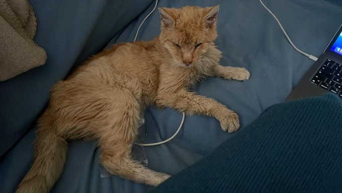 Garfield, il gatto scappato di casa e tornato da solo dopo 5 anni
