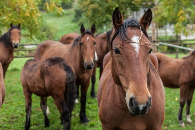 A Cantiano si festeggia il Cavallo!