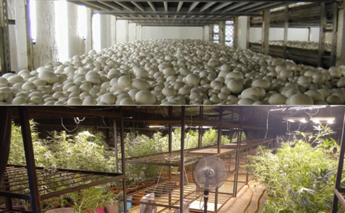 Nel capannone non si coltivavano funghi…ma piante di marijuana alte 2 metri