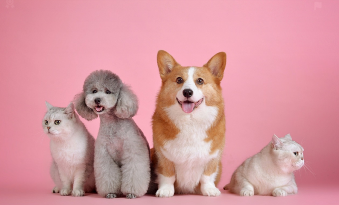 Bonus animali 2023, come funziona: quanto e come detrarre