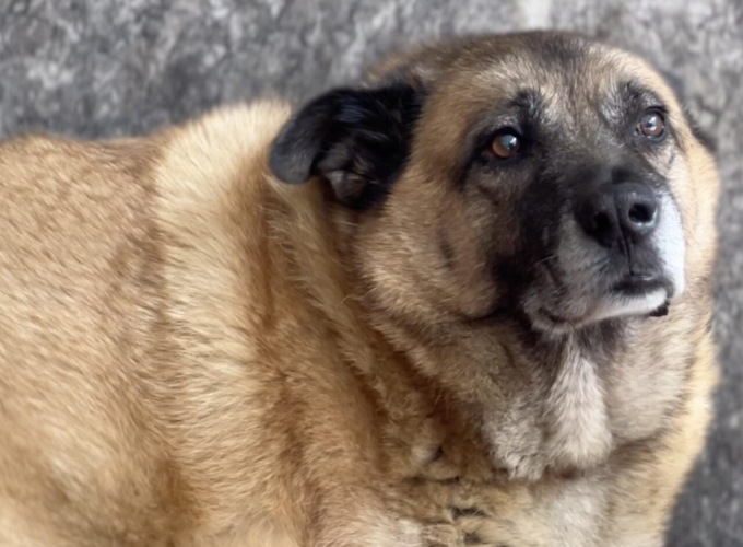Il cane è troppo grasso, il Comune… lo mette a dieta