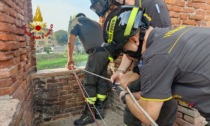 Cane precipita da un ponte, la padrona si tuffa per salvarlo