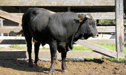Incornato da un toro, grave allevatore quarantenne