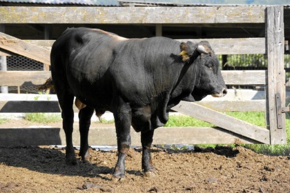 Incornato da un toro, grave allevatore quarantenne