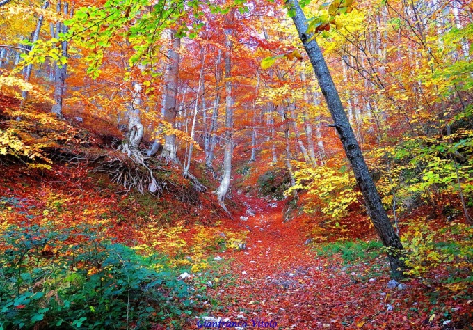 Foliage: i posti più belli in Piemonte