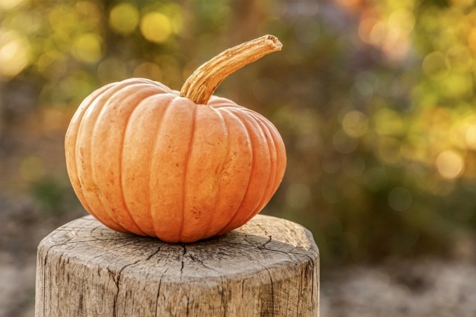 Zucche per Halloween, -20% per la raccolta di quelle italiane