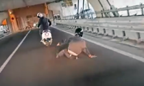 Video epic fail: cade dallo scooter dell'amico (e viene quasi investito)