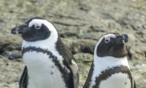I pinguini africani si riconoscono dal timbro di voce, la scoperta a Torino