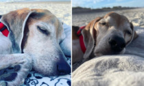 L'ultimo giorno di vita del cane passato in spiaggia a godersi il tramonto (e le patatine): il video commovente