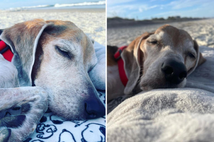 L’ultimo giorno di vita del cane passato in spiaggia a godersi il tramonto (e le patatine): il video commovente