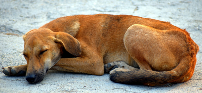 Cane randagio provoca la morte di un 21enne e segue disperato i funerali. La famiglia lo adotta
