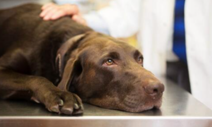 Una nuova misteriosa malattia respiratoria si sta rivelando letale per i cani