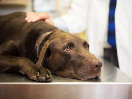 Cane ingoia mozzicone di spinello al parco e resta intossicato