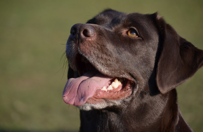 Quali sono i nomi di cane più scelti in Italia? Grandi classici e mode ispirate a Mare fuori