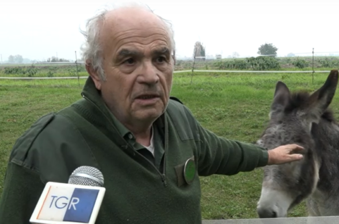 Asina sbranata nel Mantovano, capre aggredite nel Torinese: i lupi scendono a valle