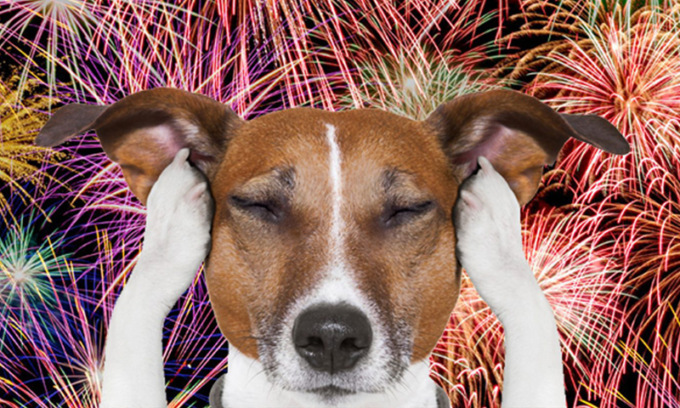 Come proteggere gli animali dai botti di Capodanno 2024