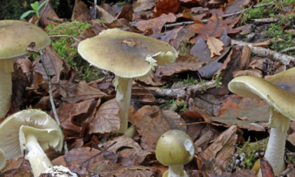 Mangia funghi (velenosissimi) raccolti in un parco cittadino: le resta solo la speranza di un trapianto di fegato