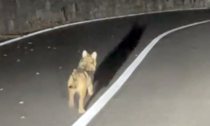 Il video del tenerissimo cucciolo di lupo a spasso per la Statale