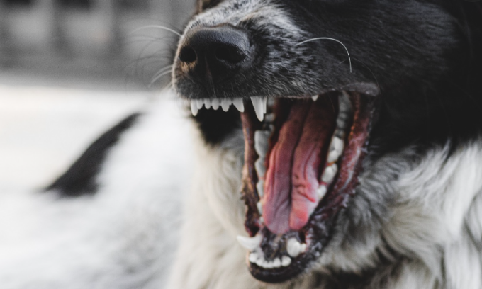 Veterinario dell’Ussl arriva per controllare il chip, ma il proprietario libera altri cinque cani che provano a sbranarlo