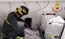 Miagolio dietro la parete: i Vigili del fuoco sfondano il muro e salvano un gattino intrappolato