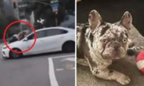 Cosa ci fa una donna aggrappata al cofano di un'auto che sfreccia a tutta velocità? Le hanno rapito il cane...