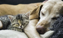 Bonus animali domestici: arriva un contributo per chi ha cani e gatti (ma non solo). Cosa è e a chi va