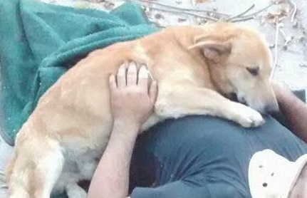 Ha un malore in strada, il cane vuole a tutti i costi salire in ambulanza e va in ospedale con lui