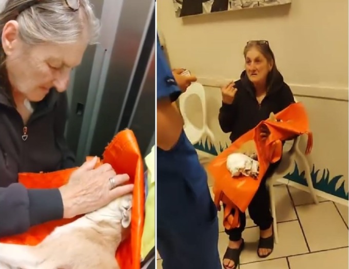 La cagnolina Luna muore spaventata dai botti di Capodanno