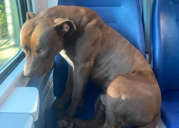 Il cane che prende il treno da solo e va in gita a Venezia