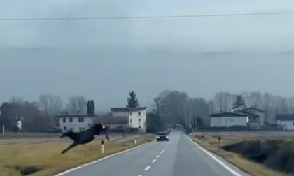Lo spettacolare volo del cervo che salta la strada prima dell'arrivo di un'auto