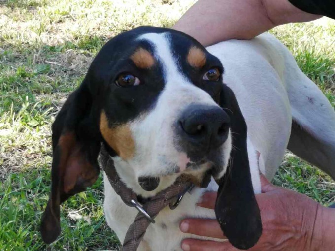 Cane salva la vita al padrone e muore folgorato
