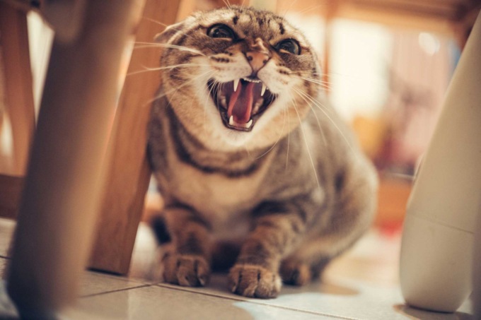 Il gatto impedisce ai padroni di entrare in casa, devono intervenire i Vigili del fuoco