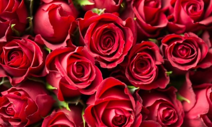 San Valentino 2024: i fiori sono un must, li regala un italiano su due