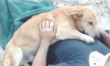 Investito e ucciso da un'ambulanza mentre passeggia coi suoi due cani: uno muore, l'altro veglia le salme