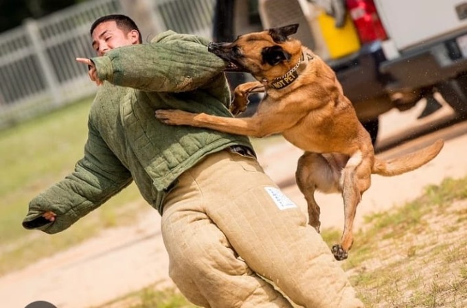 Cosa rischia il padrone di un cane che morde un’altra persona